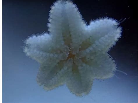 Asterina Starfish Care Guide & Species Profile | Fishkeeping World