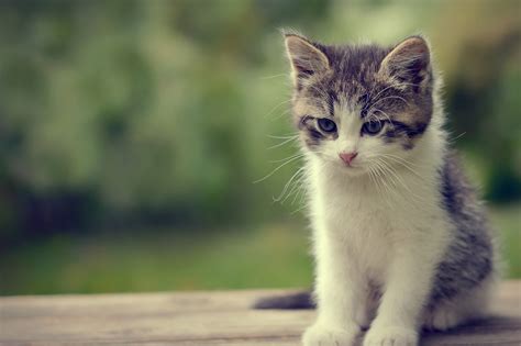 Cute Cat Wallpapers (67+ images)