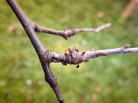 Plum Tree Diseases - What to Watch for and How to Protect Your Plum ...