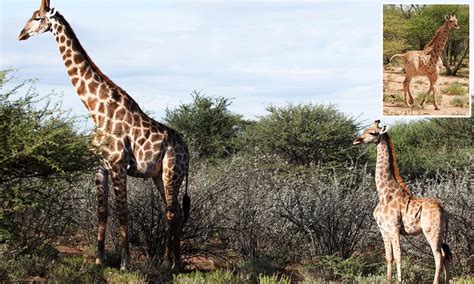 Meet the world's smallest giraffes! Two animals born with dwarfism are no more than nine feet tall