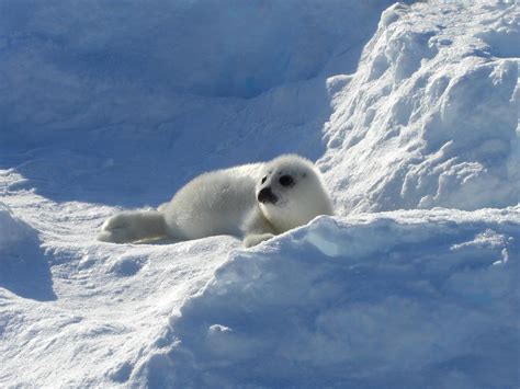 Harp Seal Pup by Splikk on DeviantArt