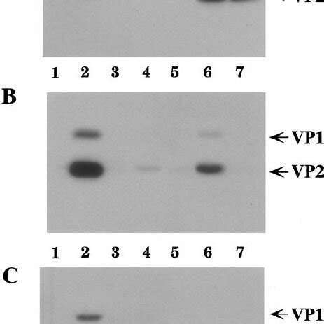 Antibody specificity against denatured capsid proteins and intact... | Download Scientific Diagram