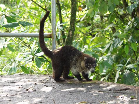 2 Day Cloud Forest Tours, Costa Rica | Monteverde Tours