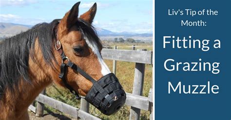 Barn Manager – Liv’s Tip of the Month – Fitting a Grazing Muzzle