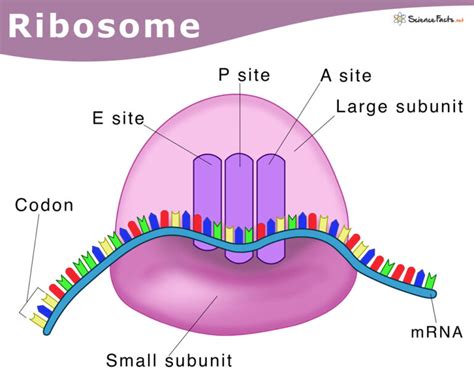 Ribosomes: Definition, Structure, & Functions, with Diagram