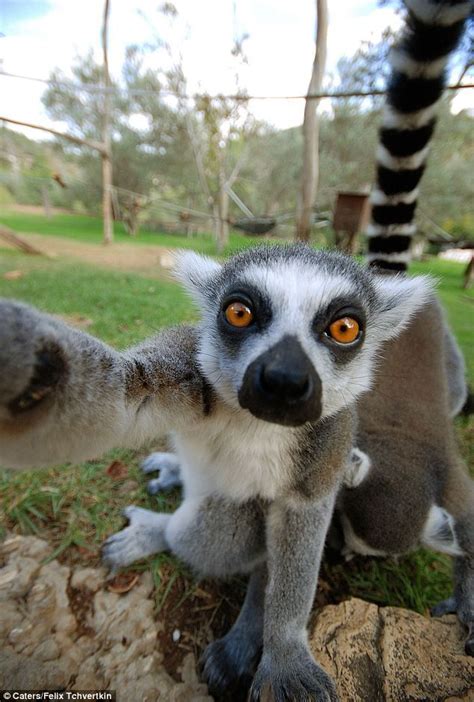 No pictures, please: Hilarious moment a shy lemur tried to steal camera from the hands of a ...