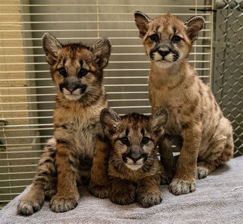 CSRWire - Three Mountain Lion Cubs, Rescued From California Wildfires, Find New Home With Help ...