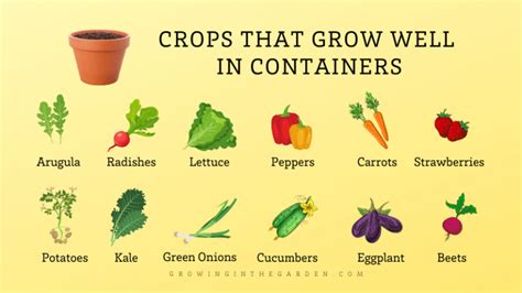 Container Gardening for Beginners: 10 Steps for Success - Growing In ...