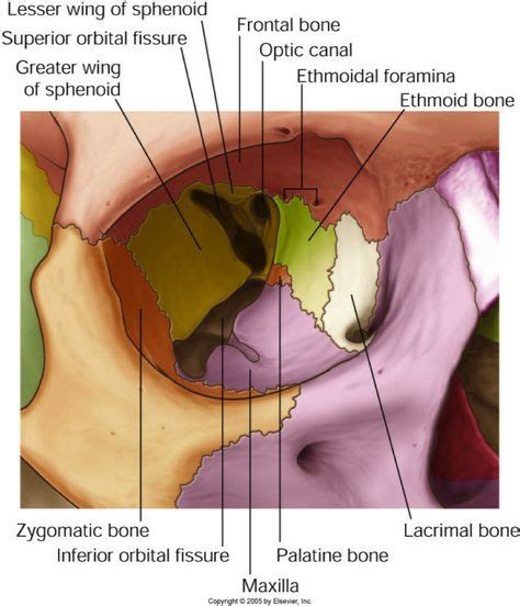 43 Human anatomy & physiology ideas | human anatomy and physiology, anatomy and physiology ...