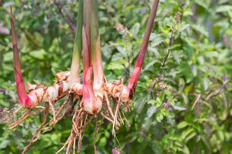 Galangal: how to grow & use - Plantura