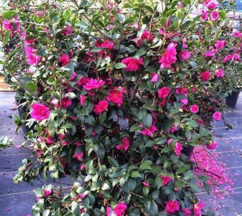 Alabama Beauty™ Camellia Sasanqua | New Life Nursery