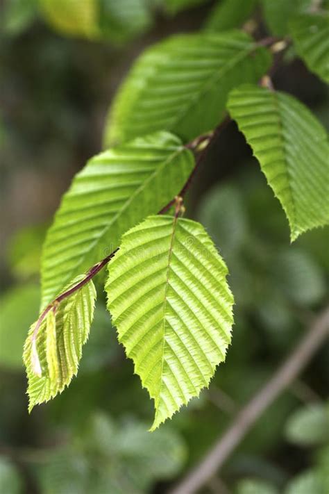 Hazel tree leaves stock image. Image of macro, hazel - 32896695