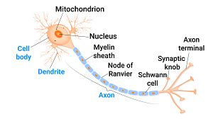 Nervous Tissue Diagram