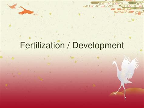 PPT - Fertilization / Development PowerPoint Presentation, free download - ID:3476871