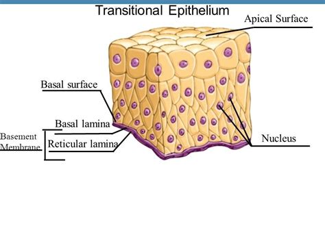 Pin by Jm Delacruz on epithelium | Tissue, Content, Image types