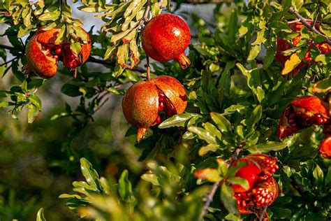 What Causes Pomegranate Fruits to Crack or Split?