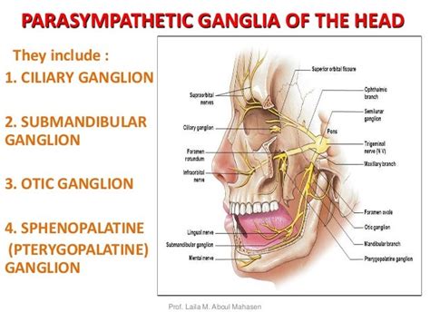 Prof. laila 2017 kau parasympathetic ganglia