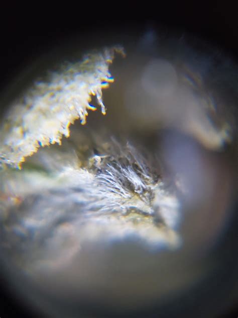 Mold? Or trichomes? : r/canadients