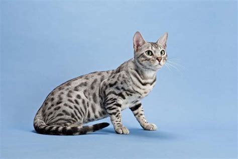 Serengeti Cat Breed History, Temperament and Care