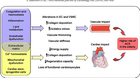 Pathophysiology of acute coronary syndromes in the elderly. | Semantic Scholar