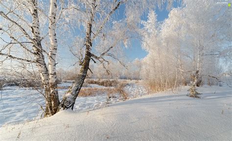 viewes, birch, Snowy, trees, winter - For phone wallpapers: 1920x1172