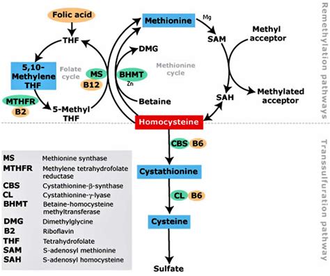 MTHFR gene, MTHFR gene mutation symptoms, diagnosis, test & treatment