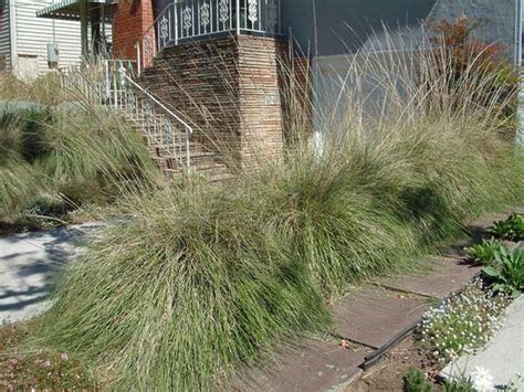 Muhlenbergia ringens | Ring Muhly | 20 Seeds