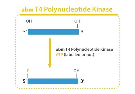 Polynucleotide