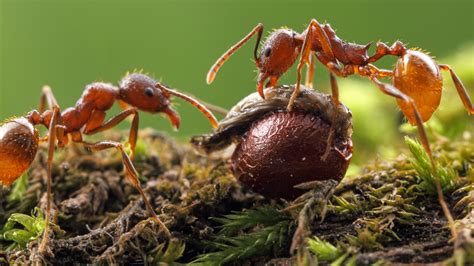 Don't crush that ant—it could plant a wildflower | Science | AAAS