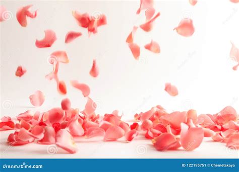 Beautiful Rose Petals Falling Stock Image - Image of group, event: 122195751