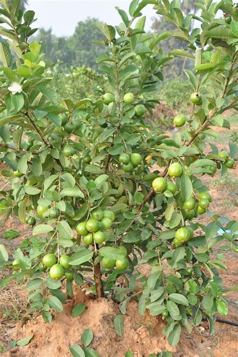 High Density Guava Cultivation in India • India Gardening