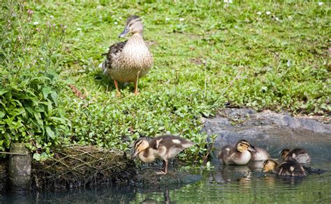 Duck And Baby Ducklings Free Stock Photo - Public Domain Pictures