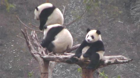 Baby Panda Camera - live panda video from China | Explore.org