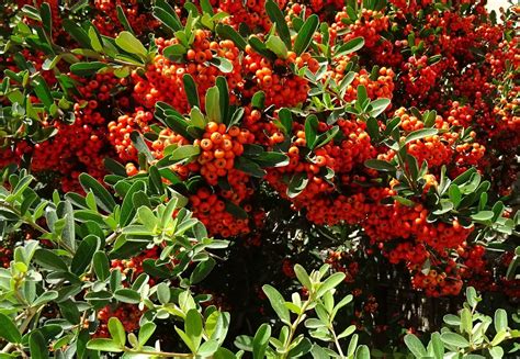 Pruning Pyracantha & Growing Guide For All Garden Sizes – Real Men Sow