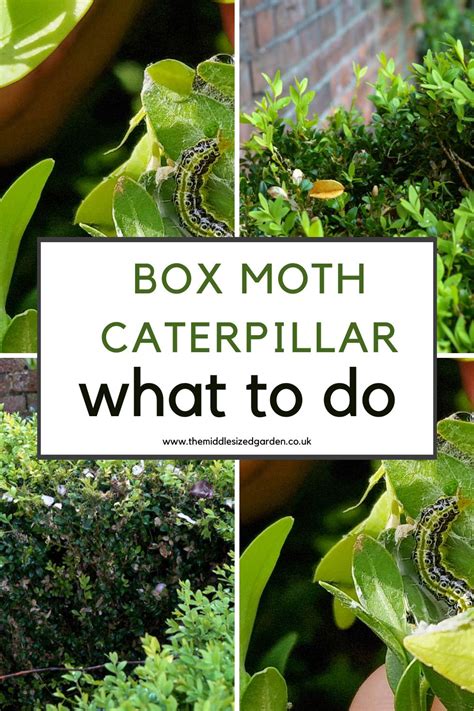 How to spot box tree moth caterpillars - the best ways to deal with it ...