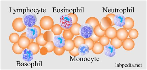 Complete blood count (CBC):- Part 1 – Differential count (CBC With ...