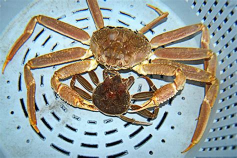 Alaska Snow Crab | NOAA Fisheries