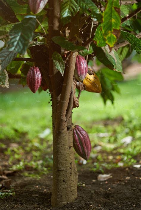 Cacao tree plant | Nature Stock Photos ~ Creative Market