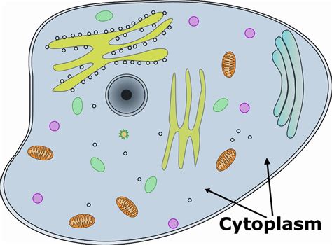 Cytoplasm Related Keywords - Cytoplasm Long Tail Keywords KeywordsKing