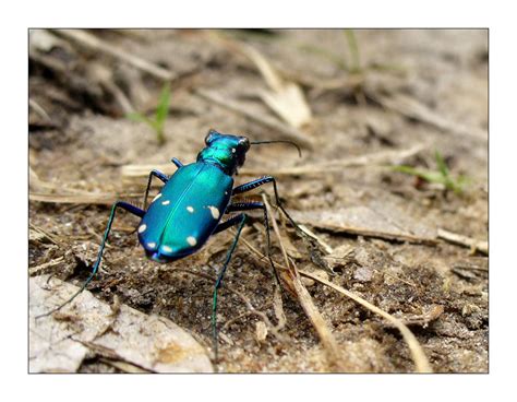 Bright Blue Beetle by ReDirkulous on DeviantArt