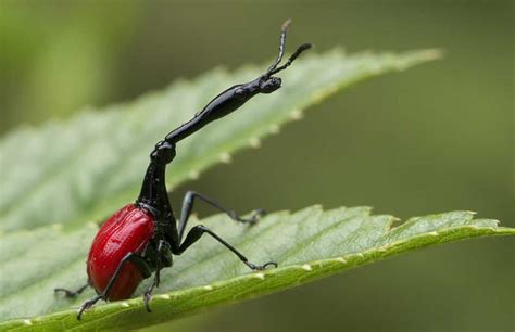 Giraffe Necked Weevil | The Animal Facts | Appearance, Diet, Habitat