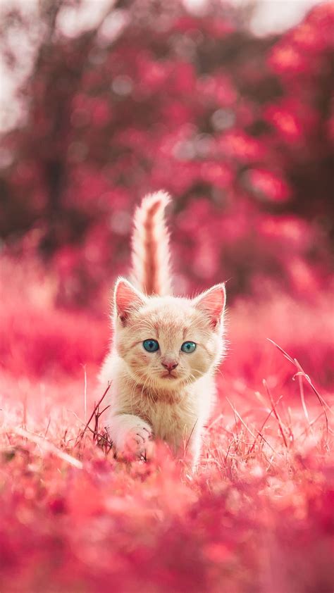 Beautiful Cat, kitten, little, HD phone wallpaper | Peakpx