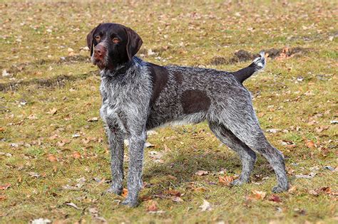 Wirehaired Pointing Griffon Info, Temperament, Puppies, Pictures