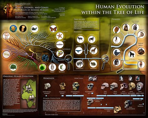 Human Evolution Tree