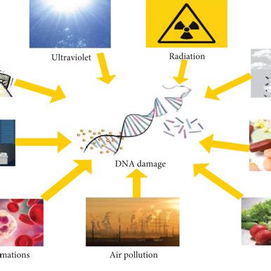 Factors affecting biological damage. | Download Scientific Diagram