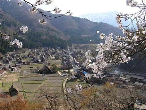 View of the Village of Shirakawa-go with Cherry Blossom in Full Bloom Stock Photo - Image of ...