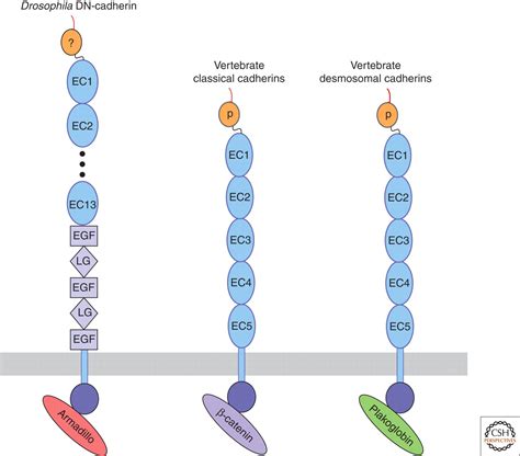 Structure and Biochemistry of Cadherins and Catenins