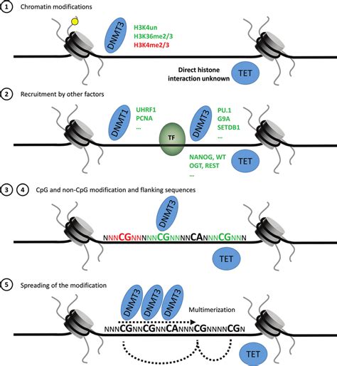 Targeting mechanisms of DNMTs and TET enzymes. Both DNA methylation and... | Download Scientific ...