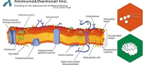 Gangliosides: distribution in brain and nervous tissues indicates ...