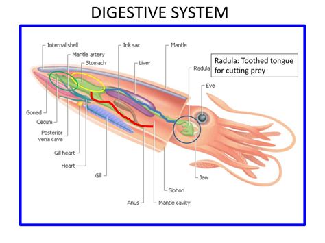 Firefly Squid Anatomy